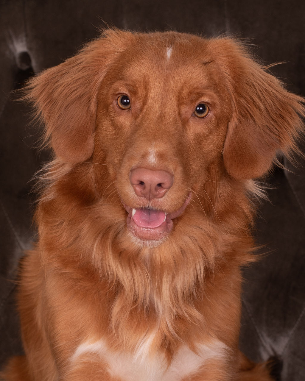 Meet Rosie, our year and a half old Certified Therapy Dog.  She is a breed known as a Nova Scotia Duck Tolling Retriever.  She has the same gentle, sweet personality like a Labrador or Golden Retriever, except she is much smaller.  Rosie is a great swimmer, and loves to play fetch.  In her spare time she is training to compete in agility.  